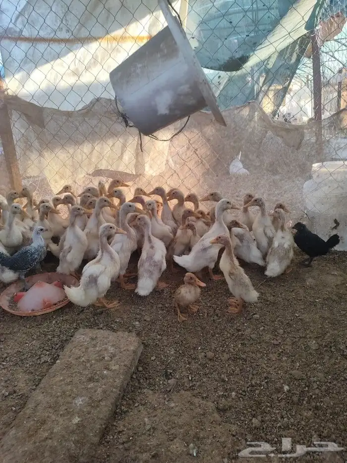 بط بكيني عمر شهر ونص 1