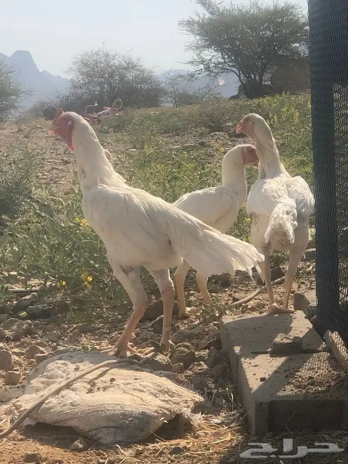 صوص سندي فاخر 16