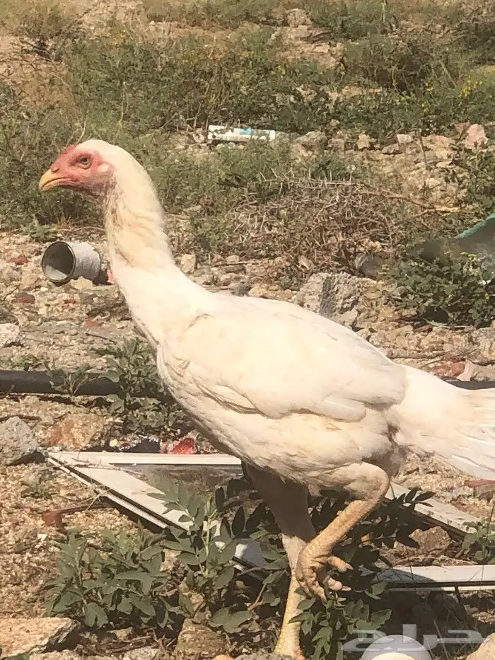 صوص سندي فاخر 17