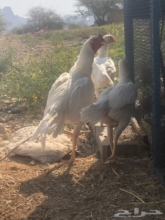 صوص سندي فاخر 14