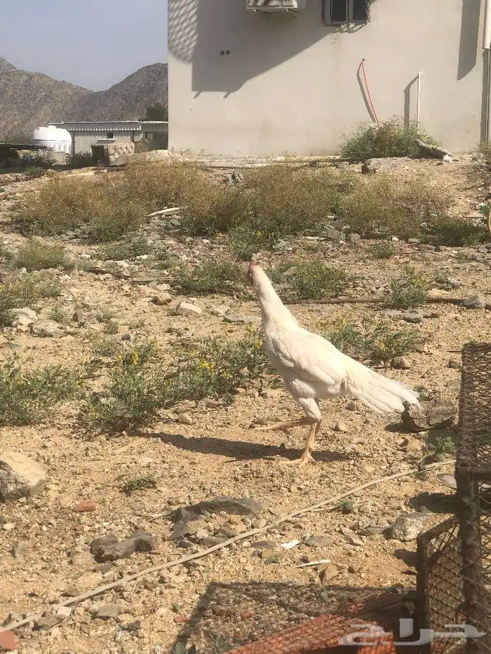 صوص سندي فاخر 18