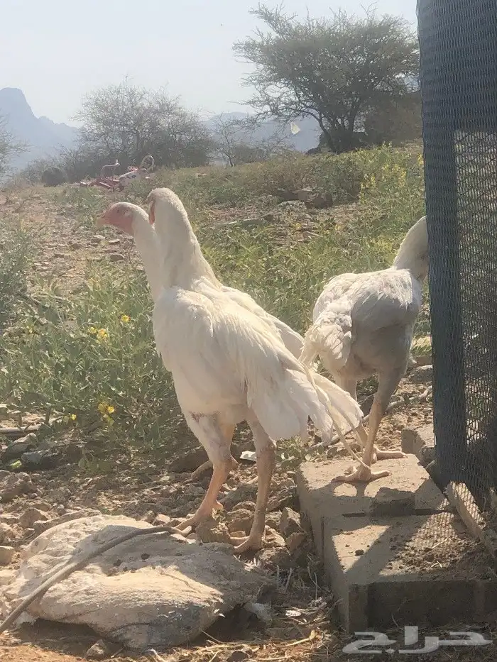 صوص سندي فاخر 15