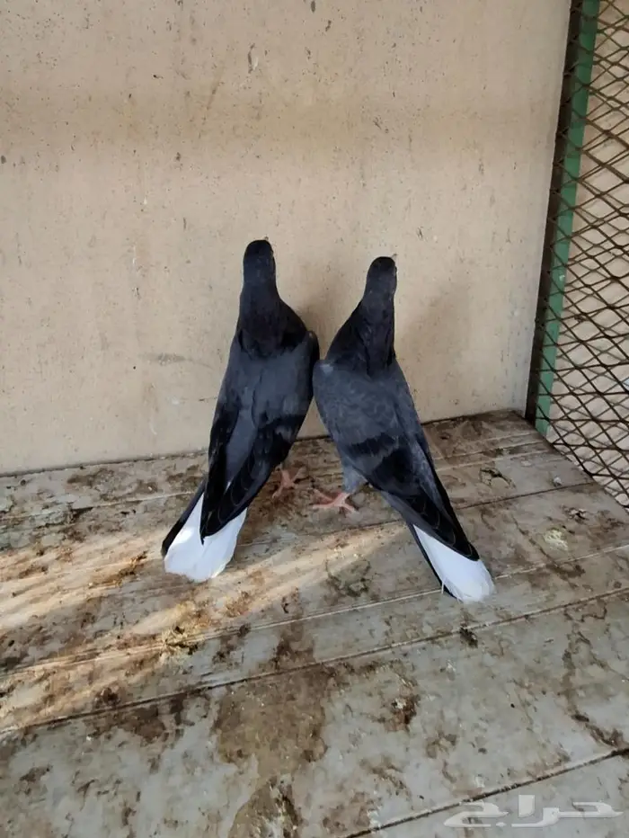 طبه قطيفي 6