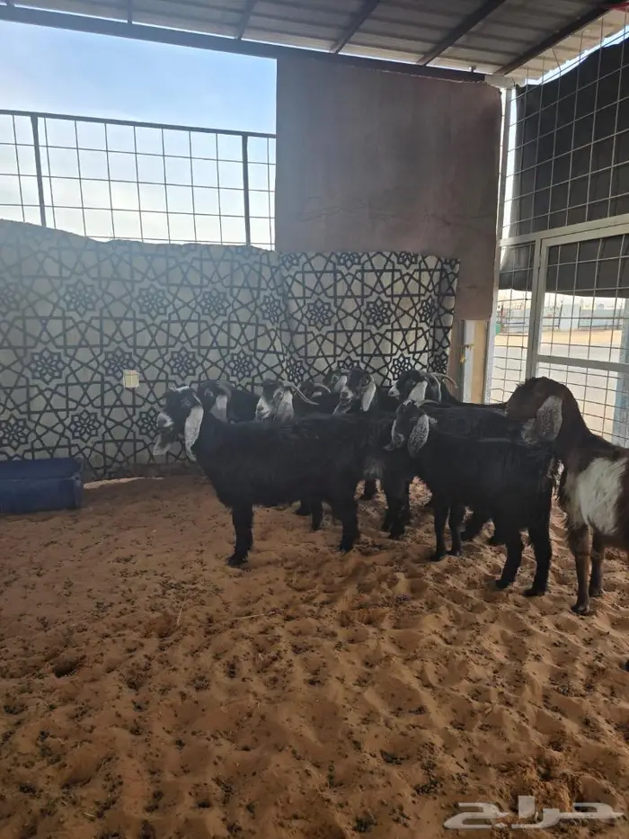 معزى تم البيع 2