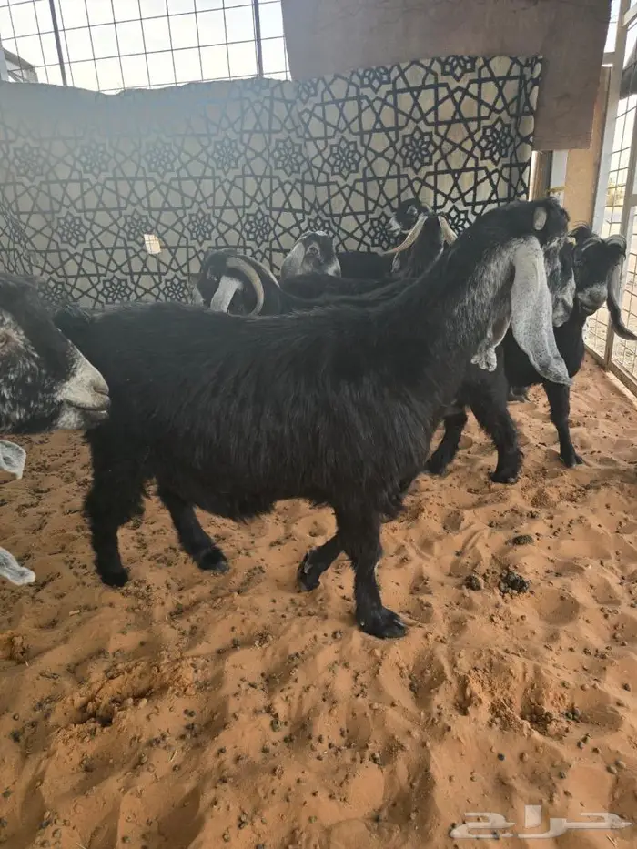 معزى تم البيع 3