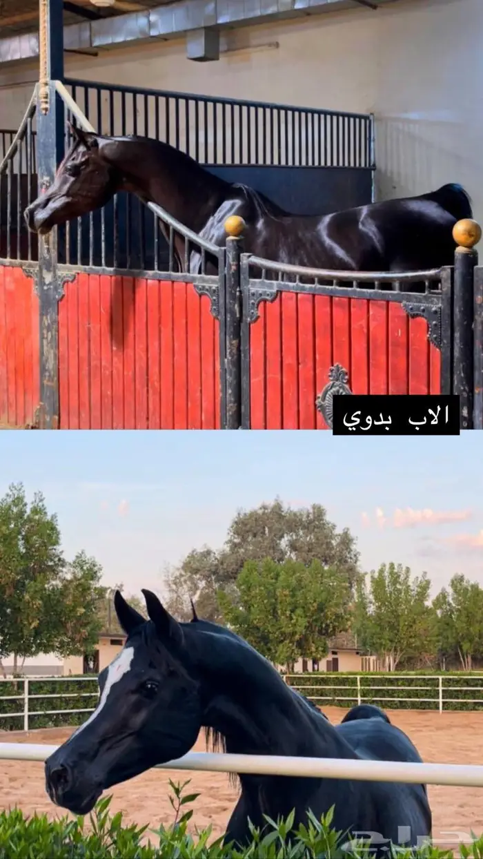 حصان ورق 0