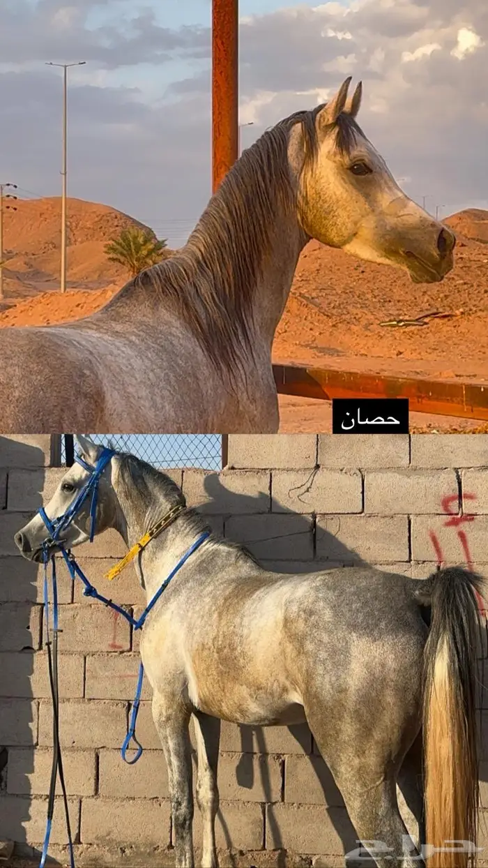 حصان ورق 2
