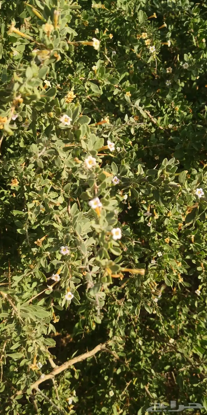 عقل عوسج نبات العوسج 3