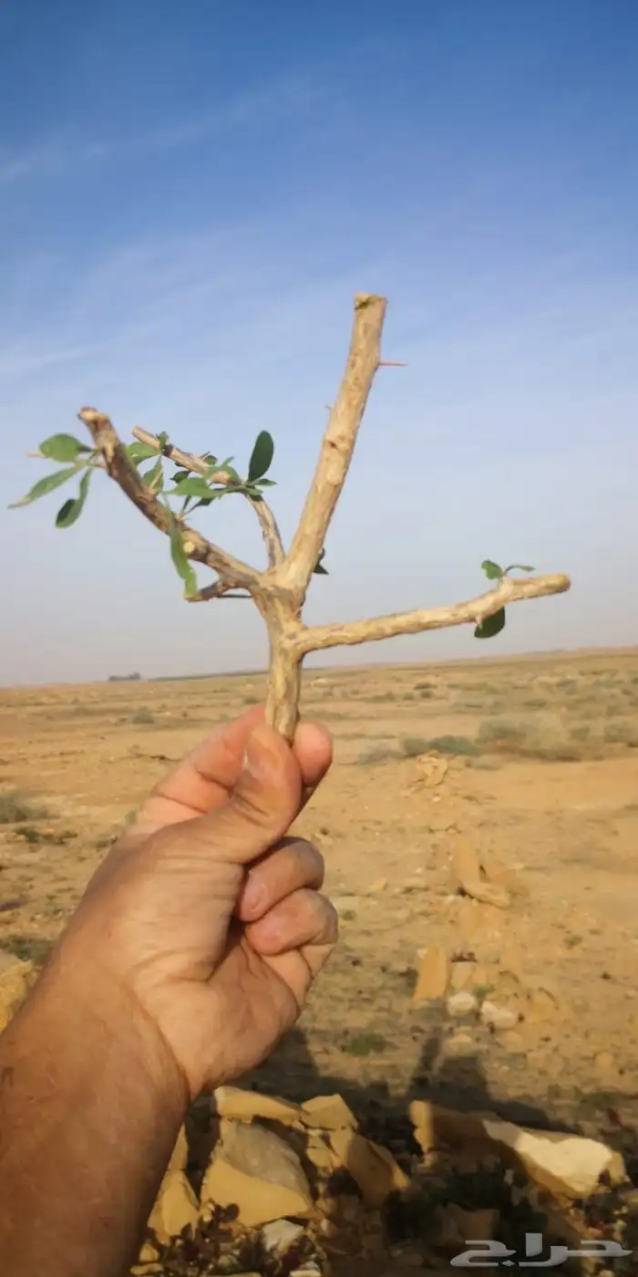 عقل عوسج نبات العوسج 1