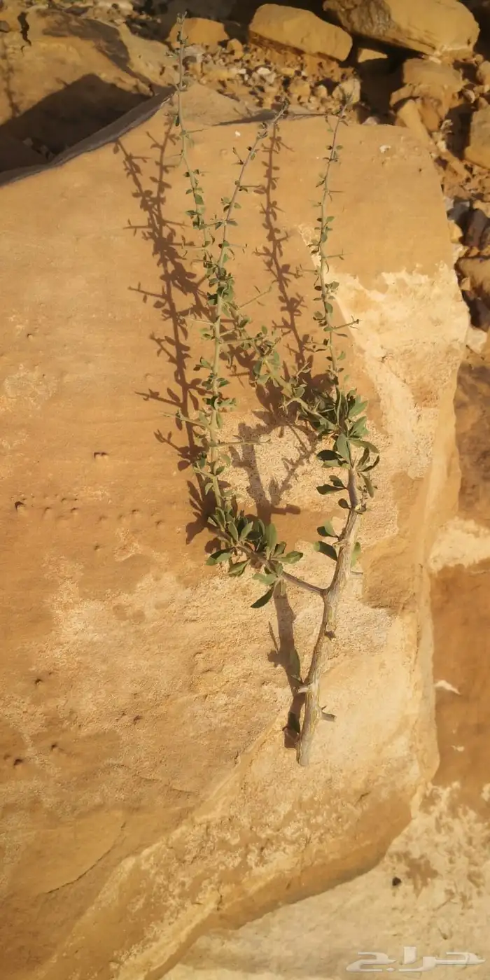عقل عوسج نبات العوسج 4
