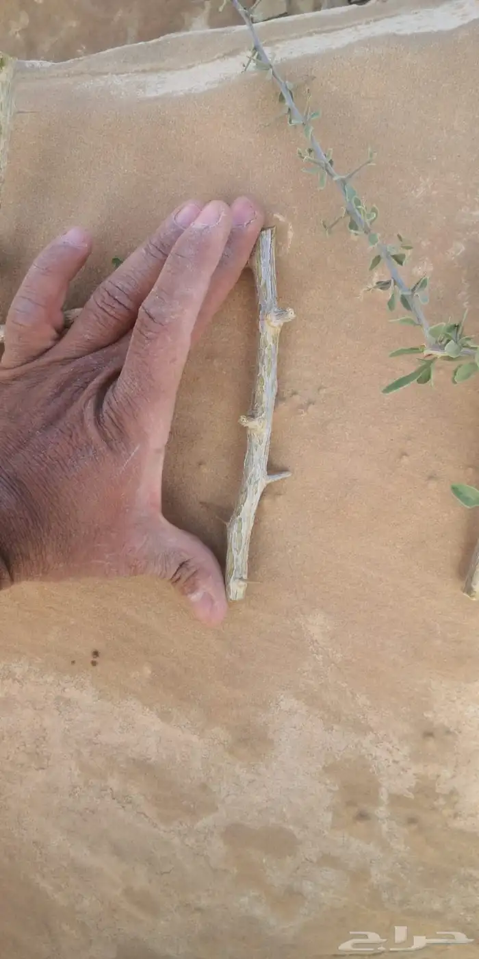 عقل عوسج نبات العوسج 0