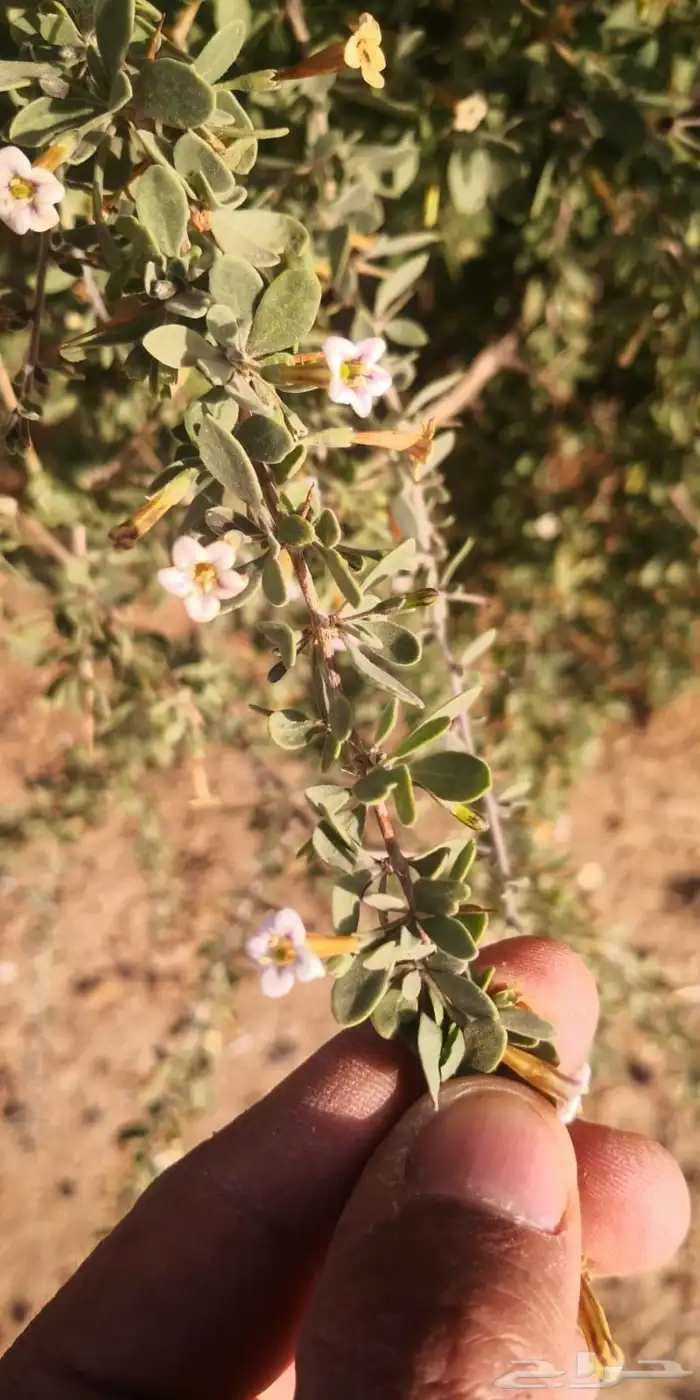 عقل عوسج نبات العوسج 2