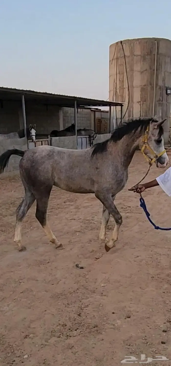 حصان عربي أصيل 0