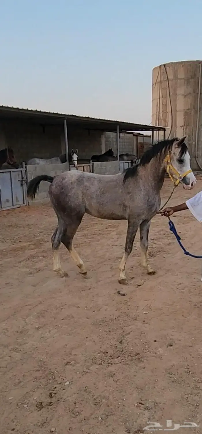 حصان عربي أصيل 3