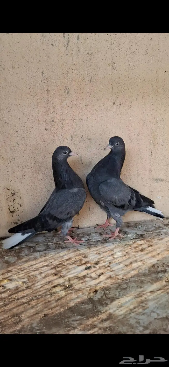 طبه قطيفي 5