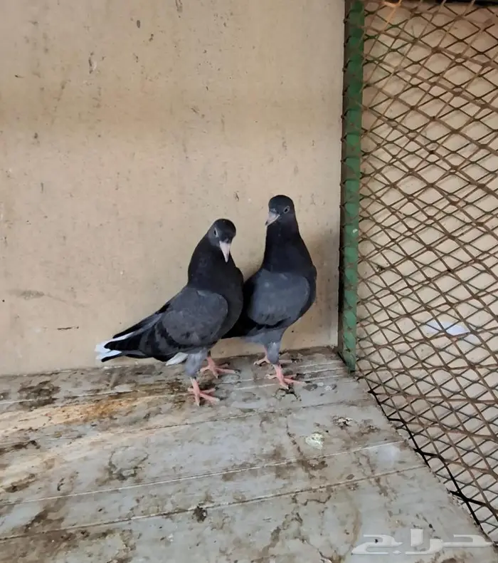 طبه قطيفي 2