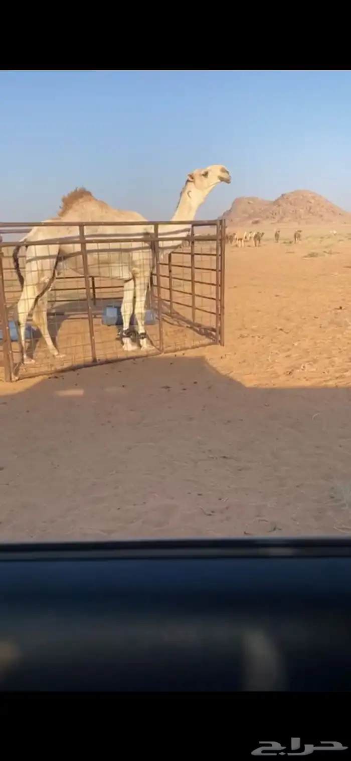 الفحل الكفو الرماني السن جذع جاهز الهداد 0