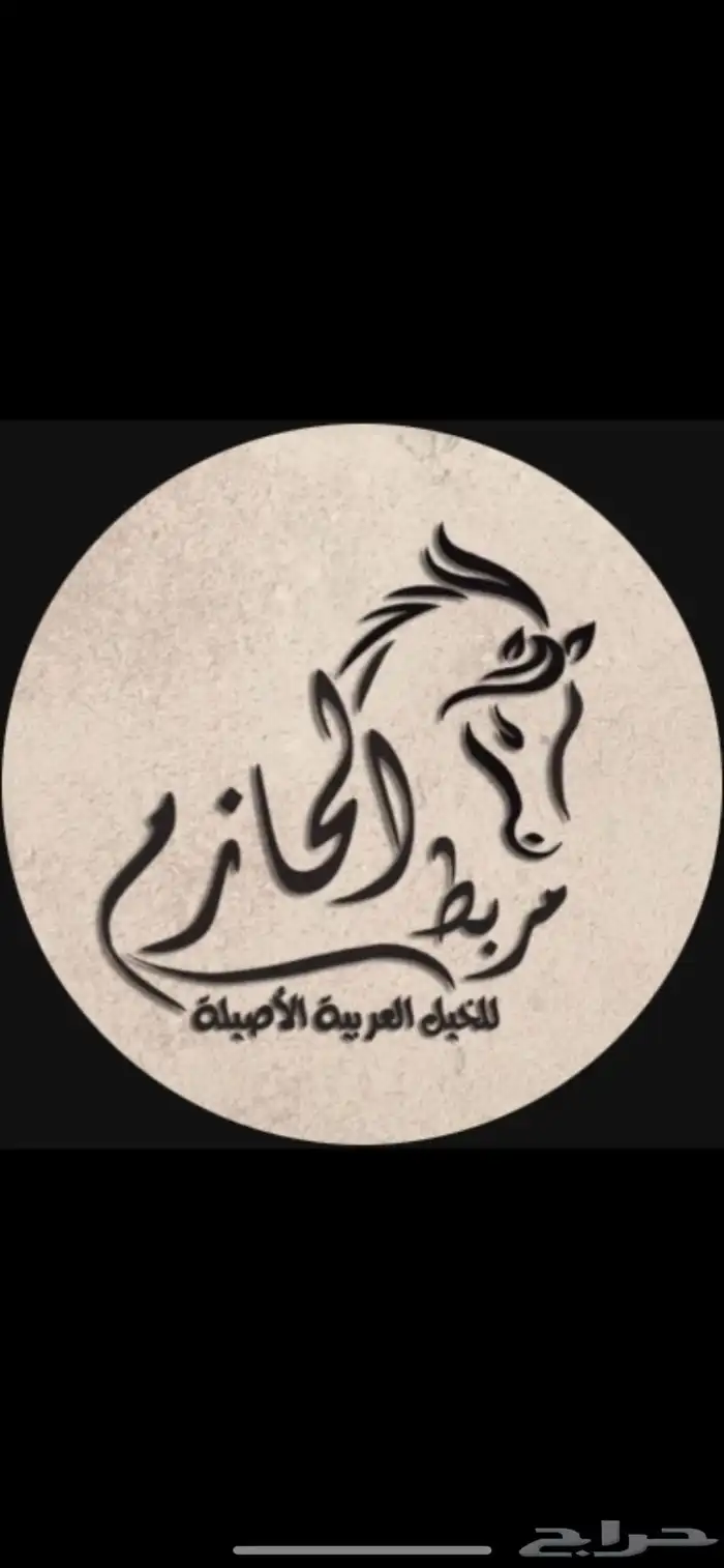 مربط الحازم للخيل العربية الأصيلة-عروض مميزة -تكسير الاسعار 12