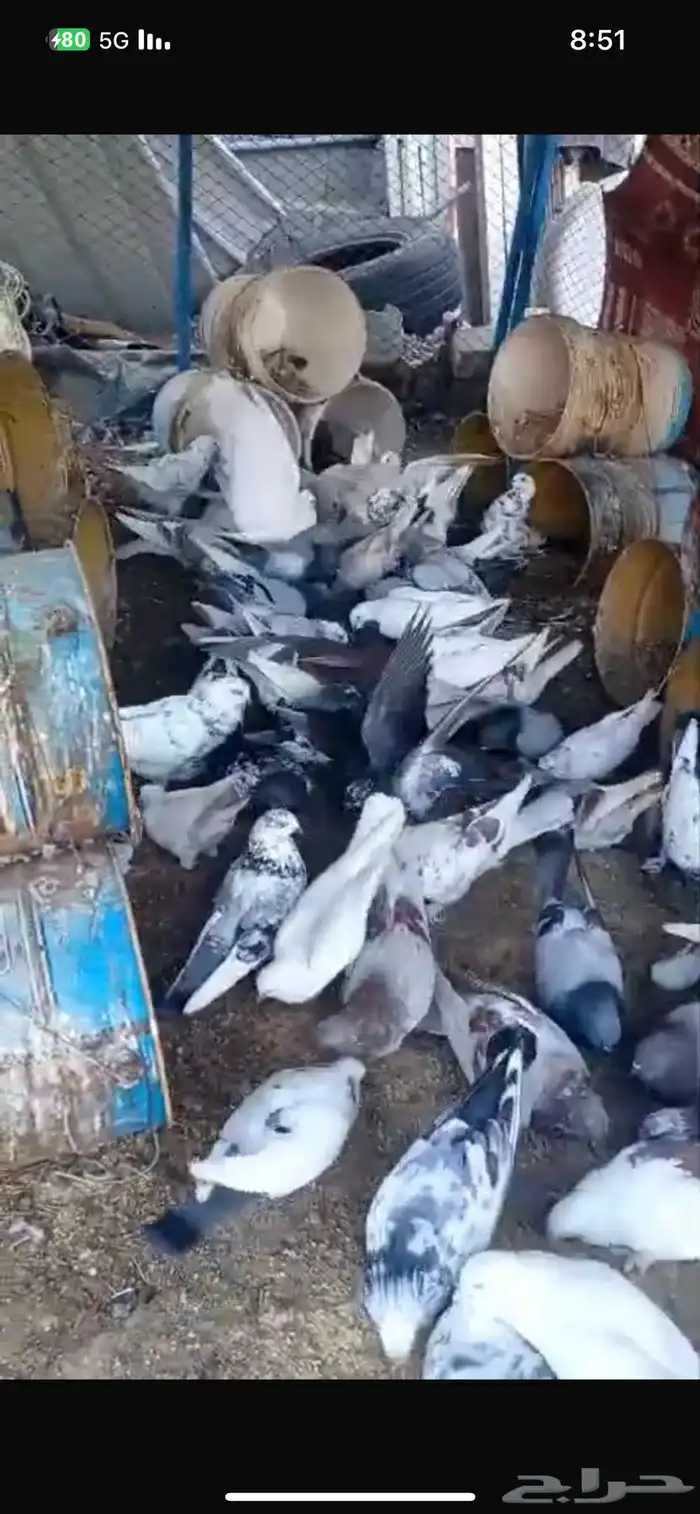 اعرض لكم حمام بجميع الانواع 1