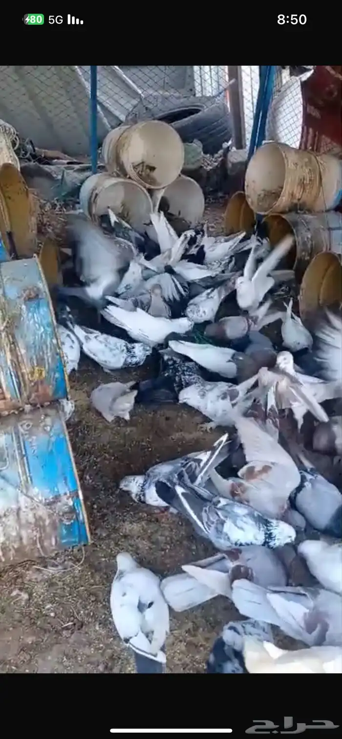 اعرض لكم حمام بجميع الانواع 2