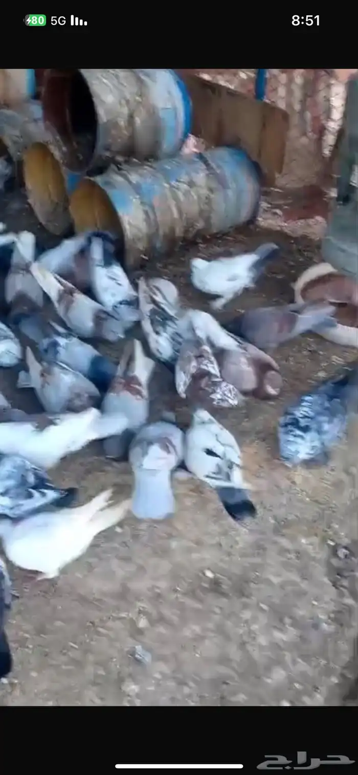اعرض لكم حمام بجميع الانواع 3