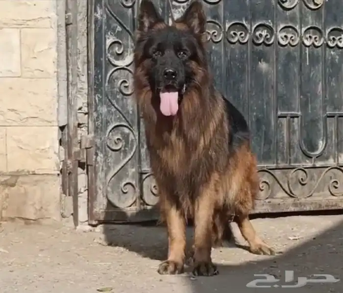 كلاب جيرمن 3