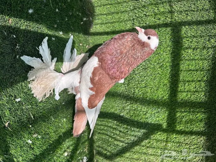 مجموعة افراد حمام مميزة 0