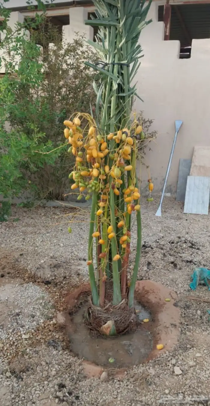 نخل طالع بتجاة بيشه 1