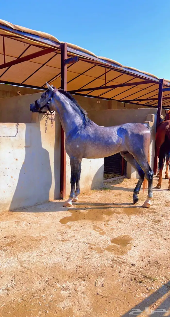 مربط الحازم للخيل العربية الأصيلة-عروض مميزة -تكسير الاسعار 13