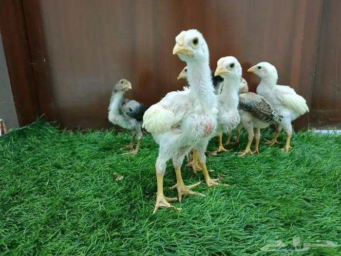 صوص سندي فاخر 7