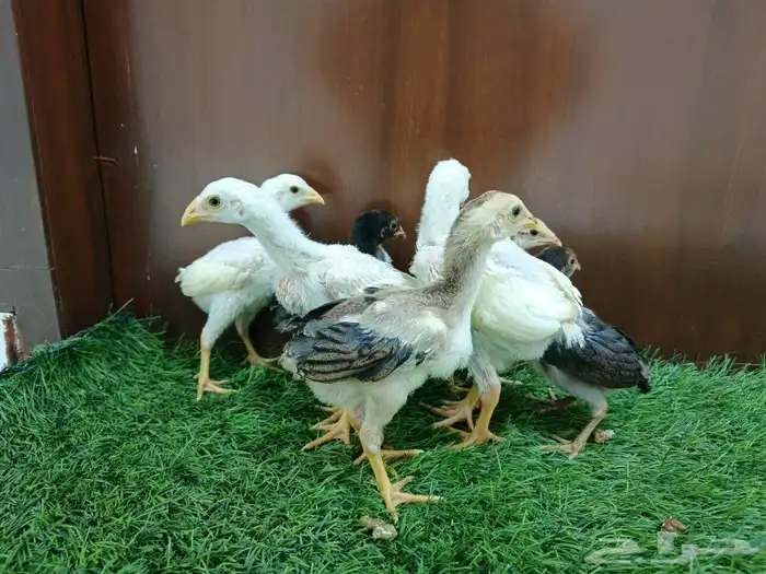 صوص سندي فاخر 9