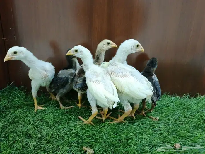 صوص سندي فاخر 8