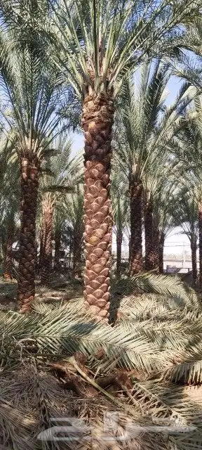 تكريب نخيل 0