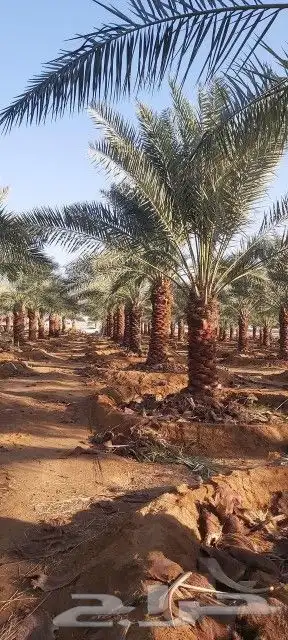 تكريب نخيل 3