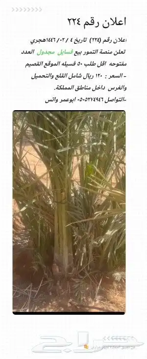 نقوم بعمل جميع شغل النخيل توريد وغراس 3