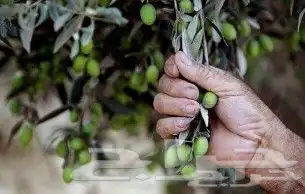زيت زيتون من ثمار فلسطين بكر بعل عضوي عصرة جديدة 3