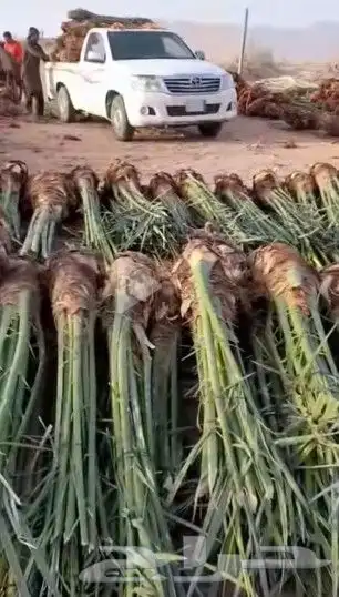 نخل فسايل صقعي مجدول سكري 2