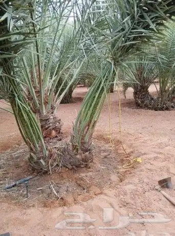 نخل فسايل صقعي مجدول سكري 3