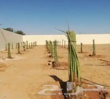نخل فسايل صقعي مجدول سكري 1