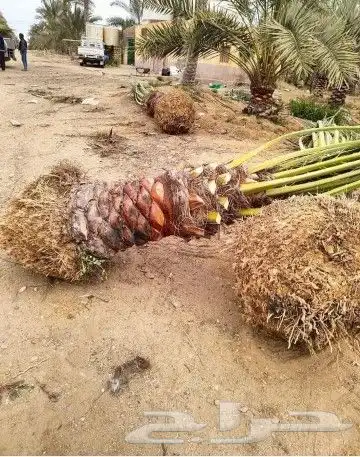 يوجد لدينا جميع أنواع النخيل المثمر والزينه ا 7
