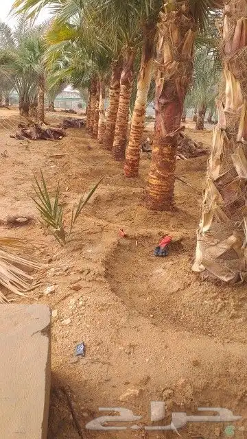 تكريب نخيل 2