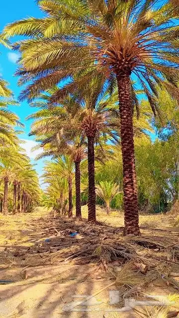 تكريب نخيل 6