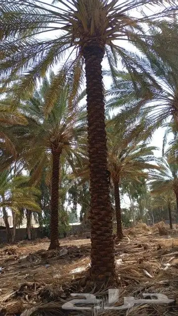 تكريب نخيل 5