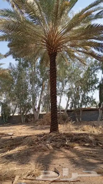 تكريب نخيل 7