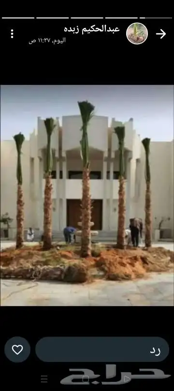 يوجد لدينا جميع أنواع النخيل المثمر والزينه ا 6