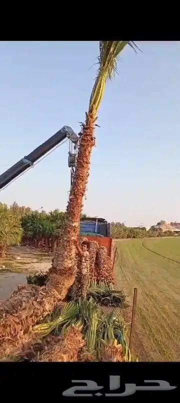نقوم بتوريد انخيل عربي وواشنطني جميع المقاسات وسعار مناسب 0