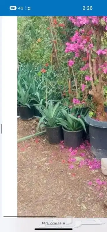 نخيل للبيع معا التوصيل والغرس وقسم خاص لتركيب الشبوك المزارع 4