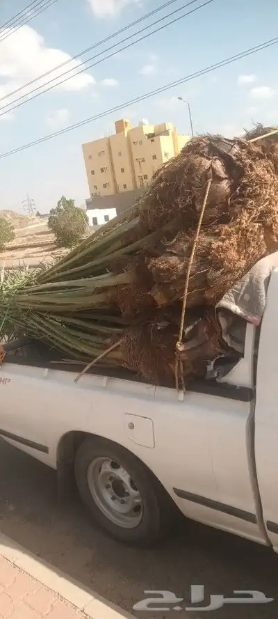 يوجد لدينا جميع انواع انخيل 4
