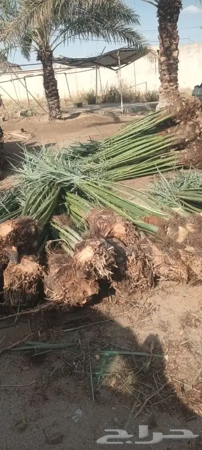 يوجد لدينا جميع انواع انخيل 8