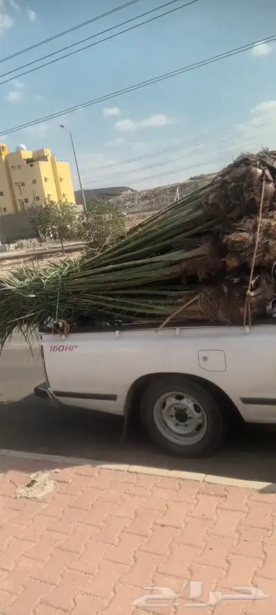 يوجد لدينا جميع انواع انخيل 3